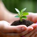 A person's hands gently holding a small plant with a blurred, tranquil background, evoking mindful living